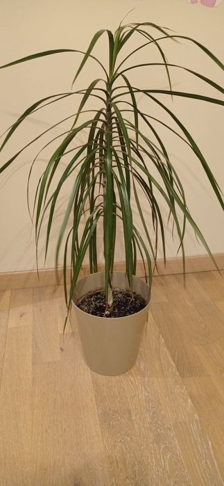 Dracena ok. 50 cm