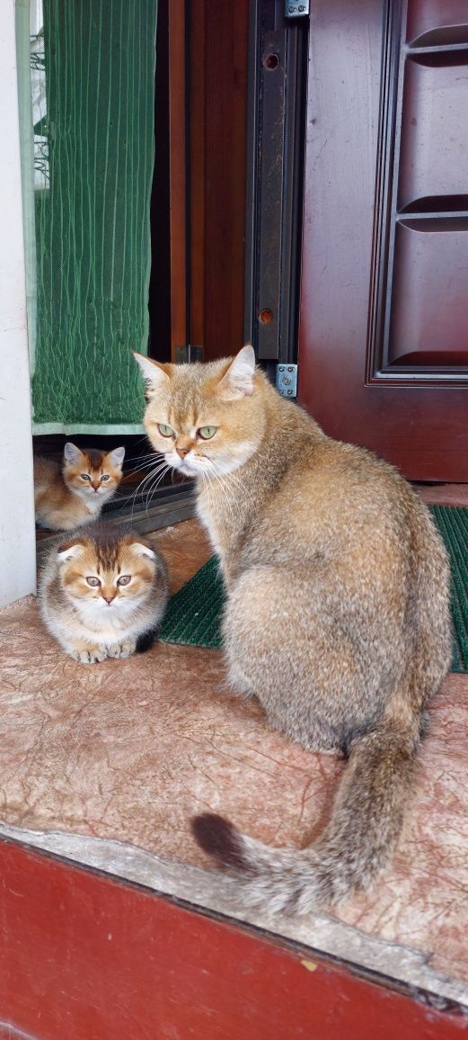 Шотландские вислоухие,  прямоухие котята