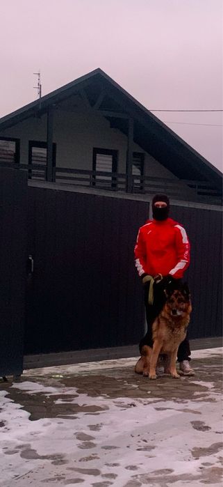 Німецька вівчарка, вʼязка, кобель