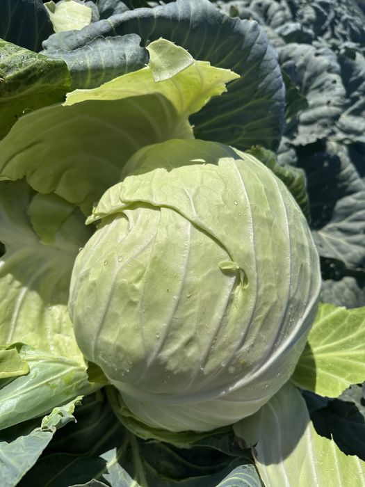 Kapusta biala do kiszenia