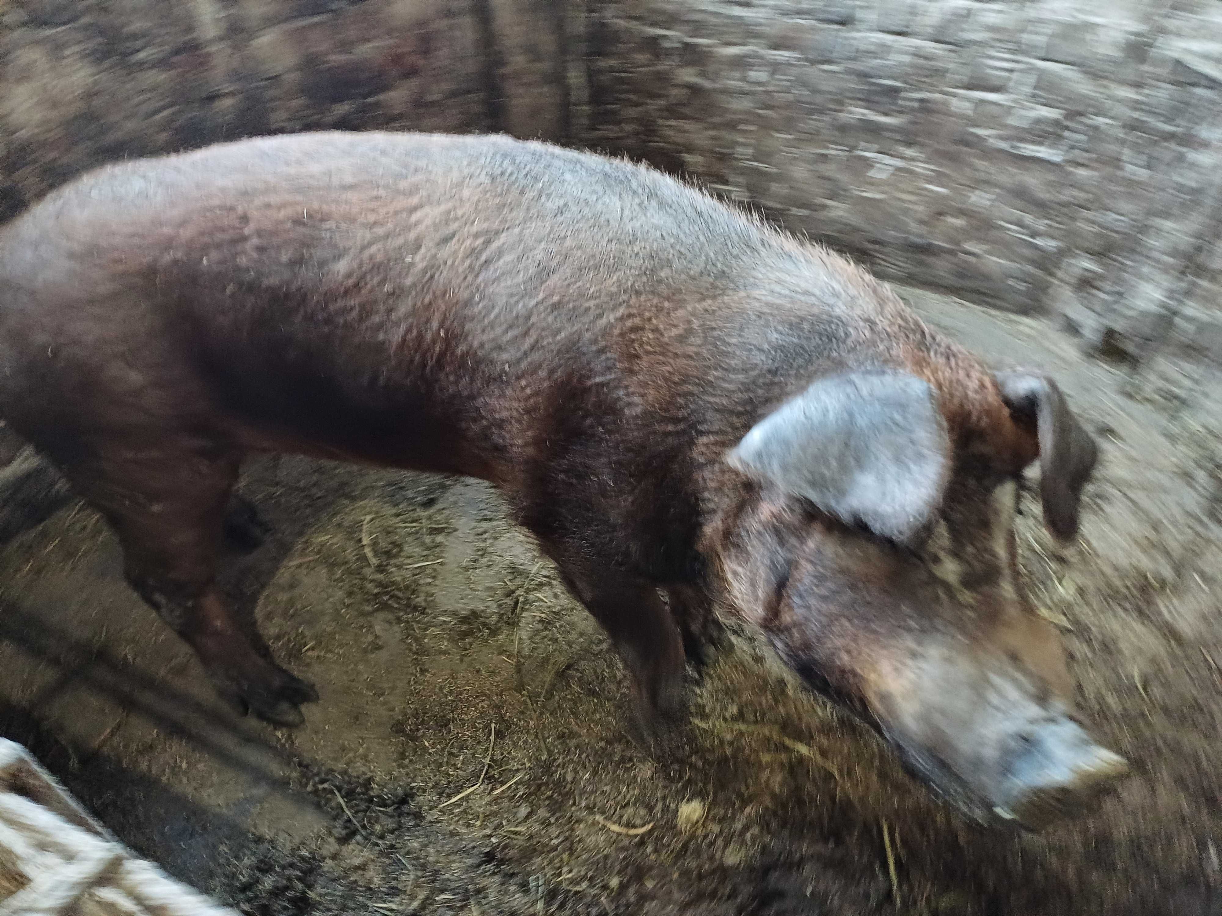 Продам двух кнурей