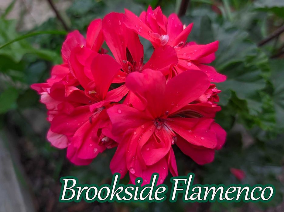 Пеларгонія Brookside Flamenco