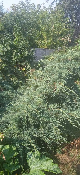 Можжевельник Holger. Большой куст.