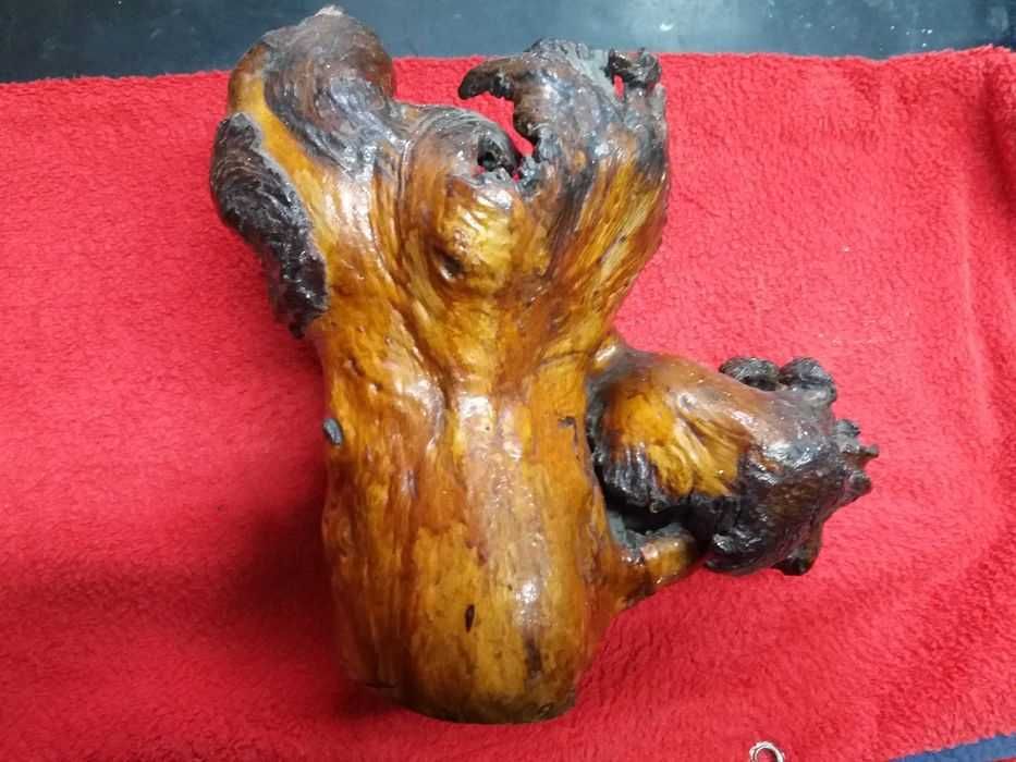 Pedaço de arvore de Angola (Cajueiro)