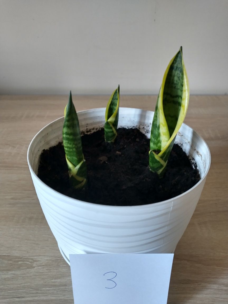 Sansewieria, Sansevieria,Sanseveria,  wężownica, język teściowej