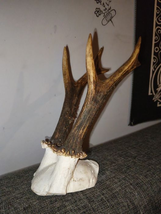 małe prawdziwe poroże daniela