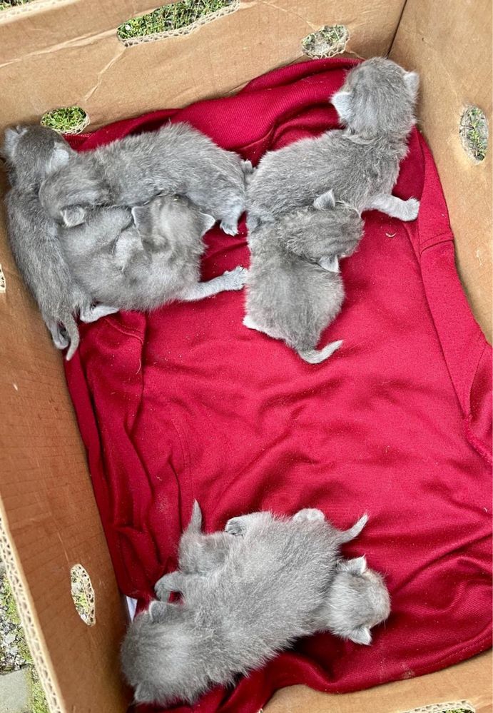 Віддам безкоштовно кошенят