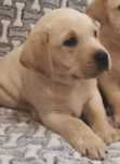 Labrador biszkoptowy piesek