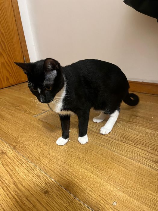 Gatinho de 6 meses para doar