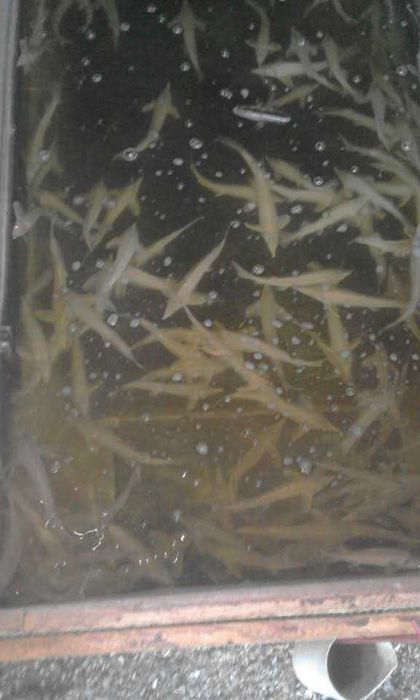 Ryby do oczka wodnego Jesiotr, Kararś koi, Amur, Karp, Lin, Tołpyga.