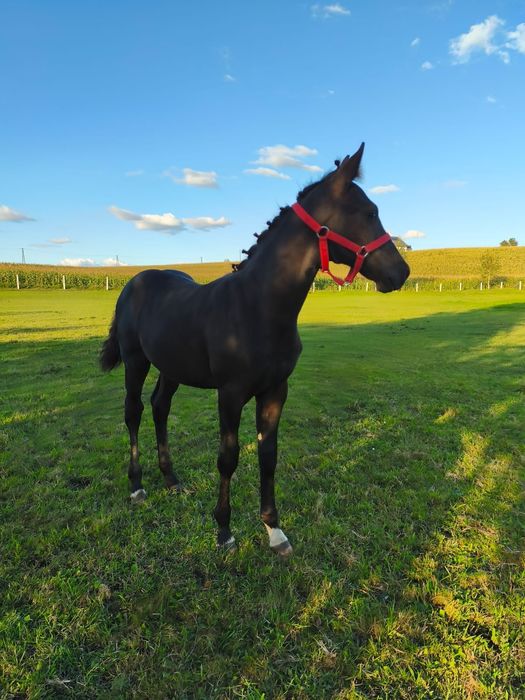 Rezerwacja! Sprzedam kuca ogier konia kuc walijski D welsh cob / pks
