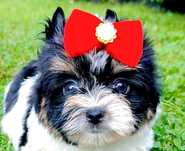 York , Yorki . Cudny piesek Biewer 2 z rodowodem.