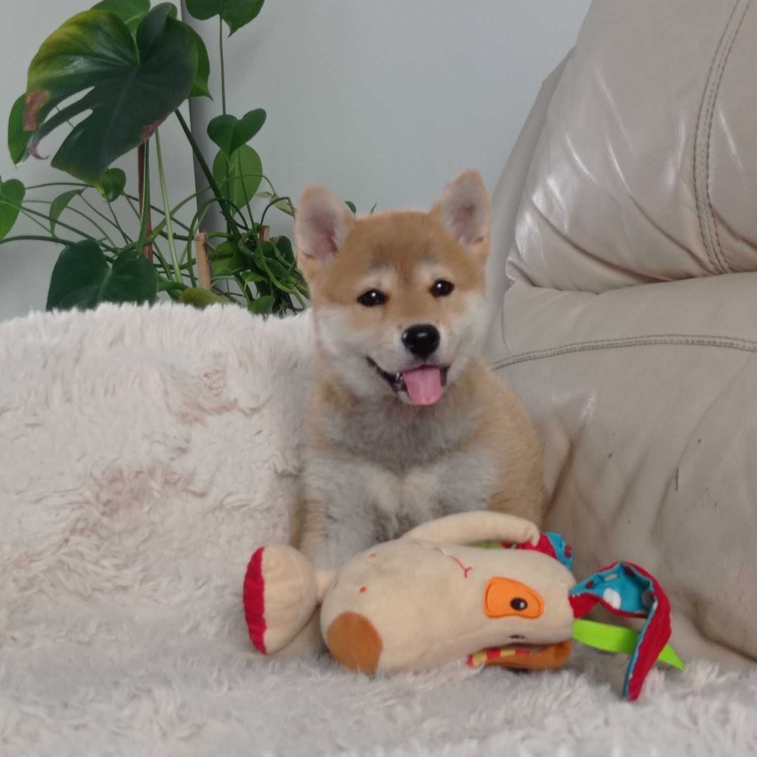 Shiba Inu z rodowodem ZHPR UCI