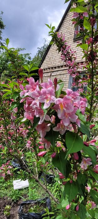 Вейгела рожева, саджанці.