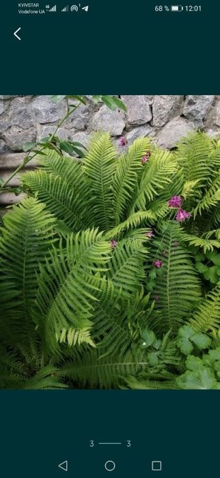 Шикарные кусты папоротника