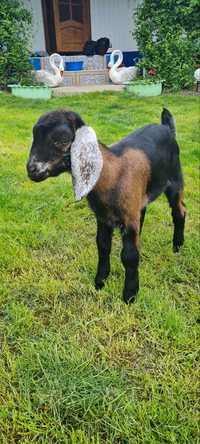 Продам нубійську козичку 80% від доброї кози