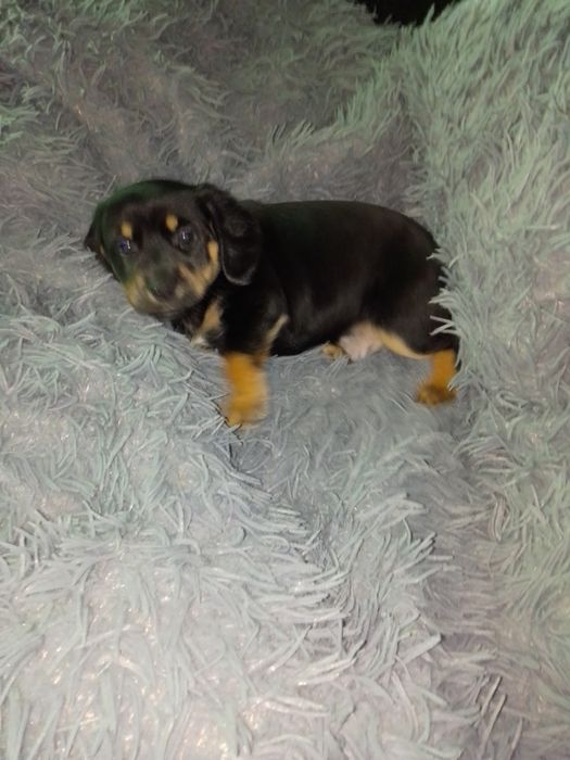 Szczeniaczek do oddania