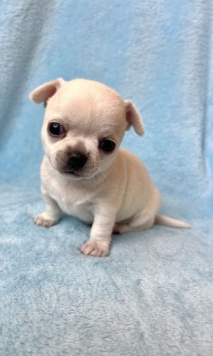 Chihuahua Macho Pelo Curto