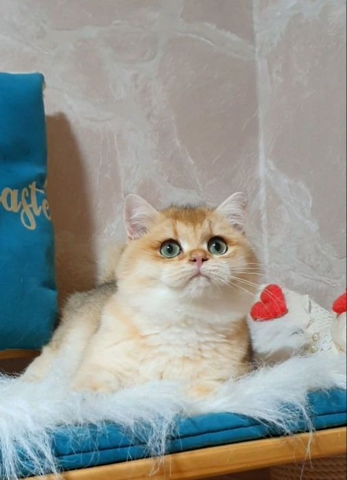 Золотой британський  шиншила