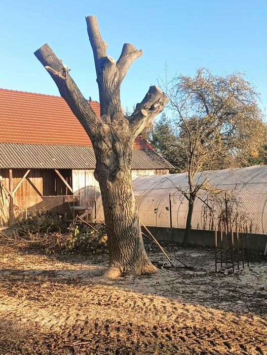 Drzewo orzech włoski