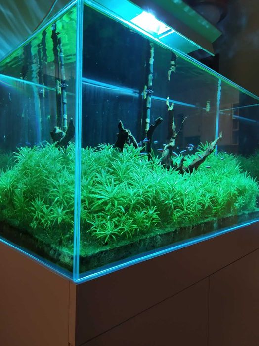 Roślnina akwariowa pogostemon helferi gwiazda wodna