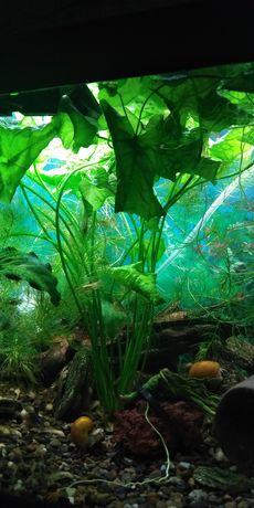 Lotos tajwanski - roślinka akwariowa