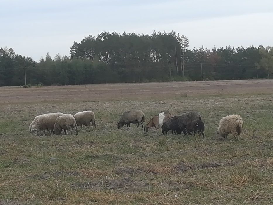 Sprzedam owce z własnej hodowli