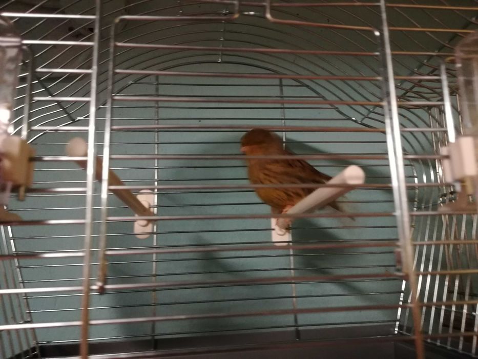 Kanarki  samce i samice różne odmiany