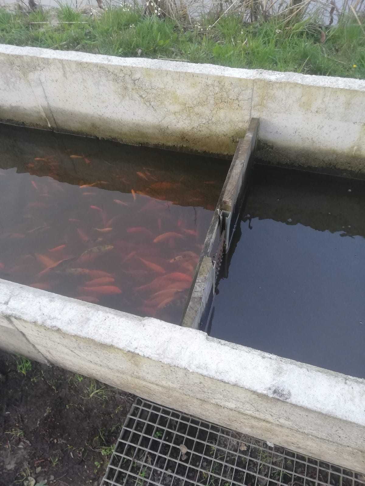 Karp Koi na wagę