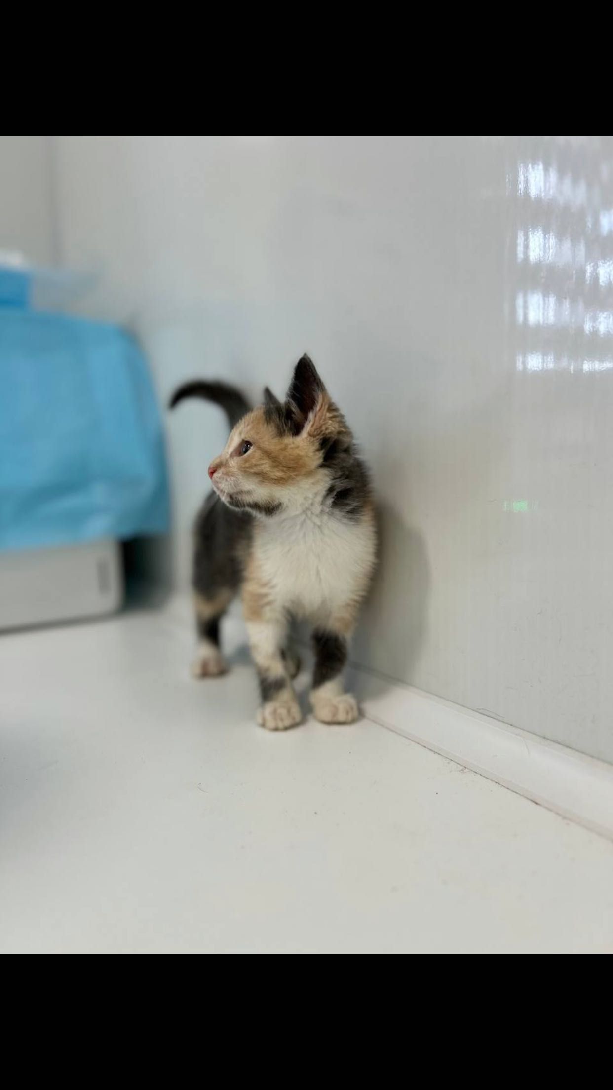 Котята возраст 2 мес в самые добрые руки