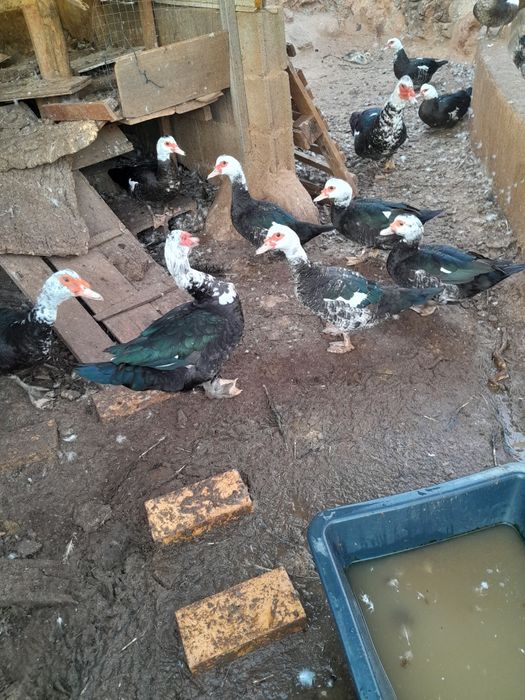 Vendo patos mudos
