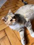 Cudowna kicia do adopcji