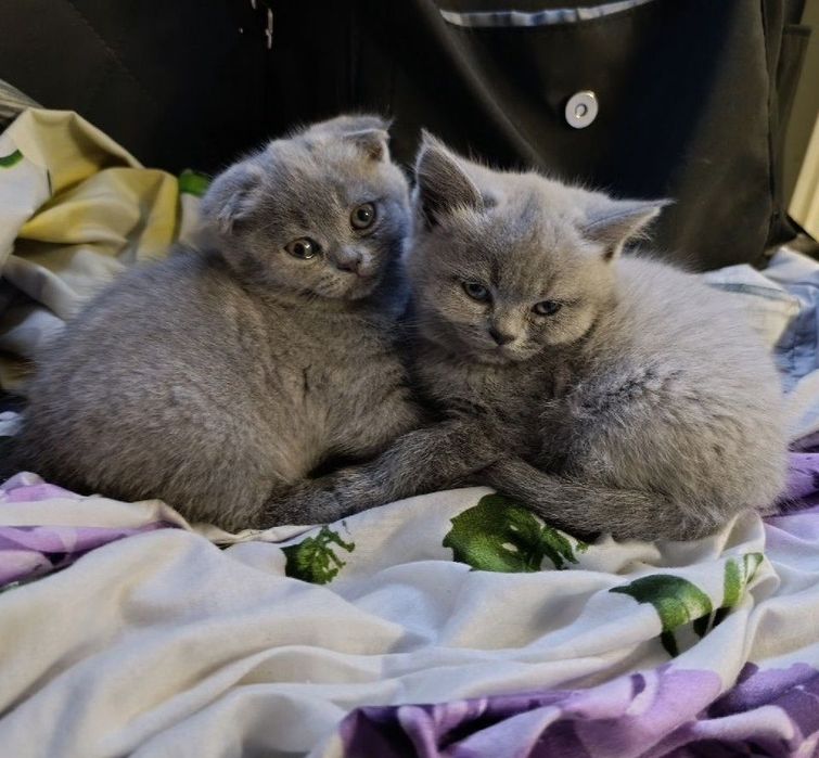 Британский короткошёрстный котёнок