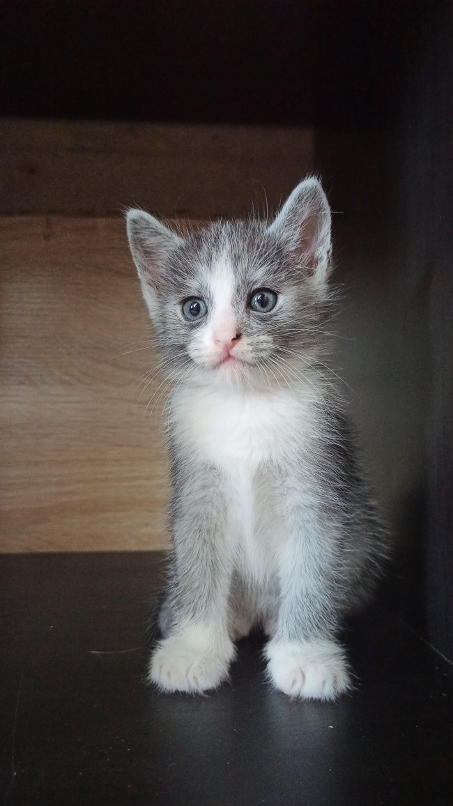 Віддамо кошенят 1міс