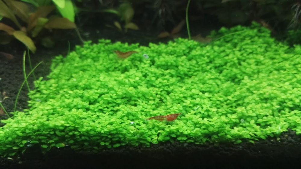 Planta de aquário - Hemianthus 'Cuba' / Eleocharis acicularis 'Mini'