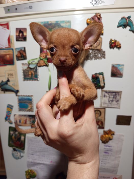 Шикарная малышка Той терьер.