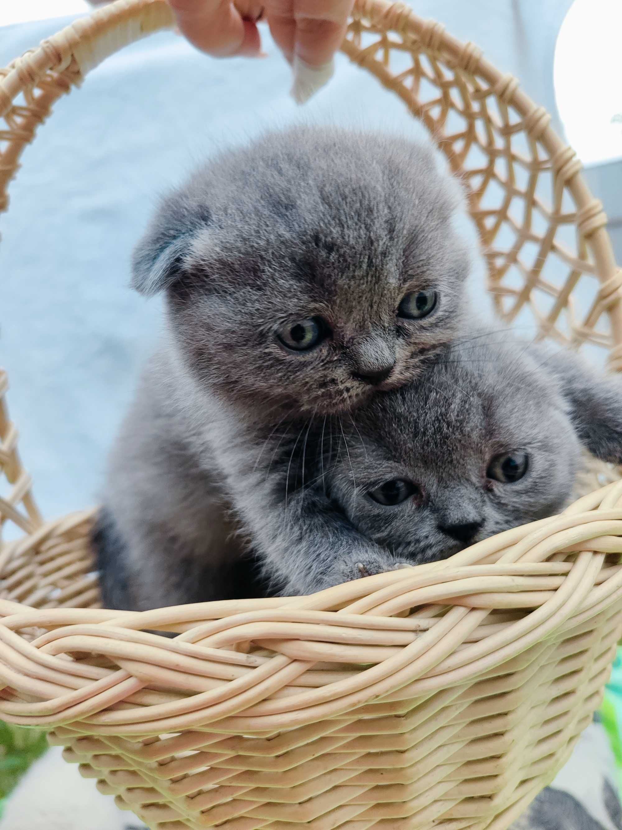 Продаються кошенята