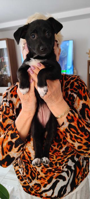 Czarna suczka szuka domu