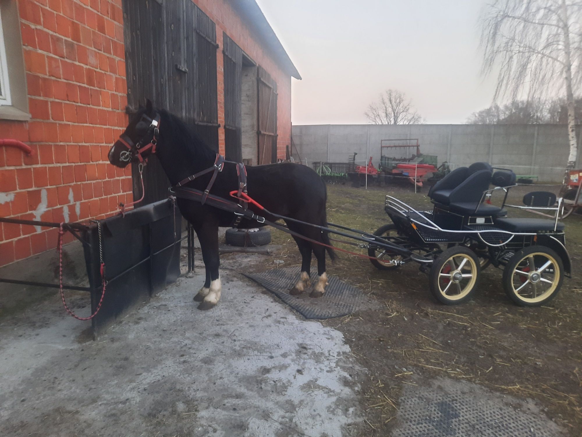 Sprzedam kuce walijskie