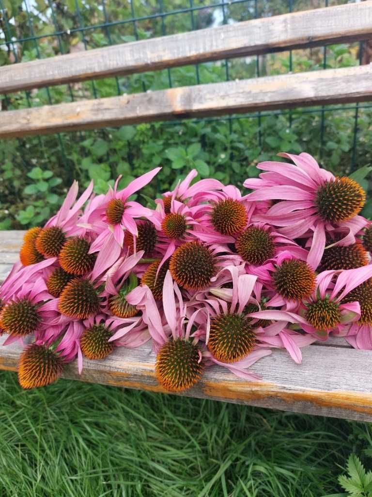 Ocet z jeżówki purpurowej, echinacea | 100 ml