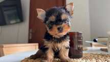 Dziewczynka Yorkshire Terrier z Rodowodem Mini