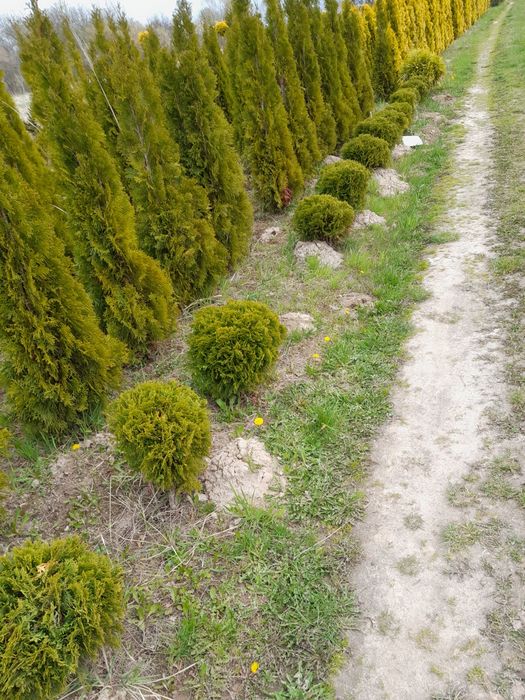 Tuja szmaragd żywopłoty 140-160cm i inne
