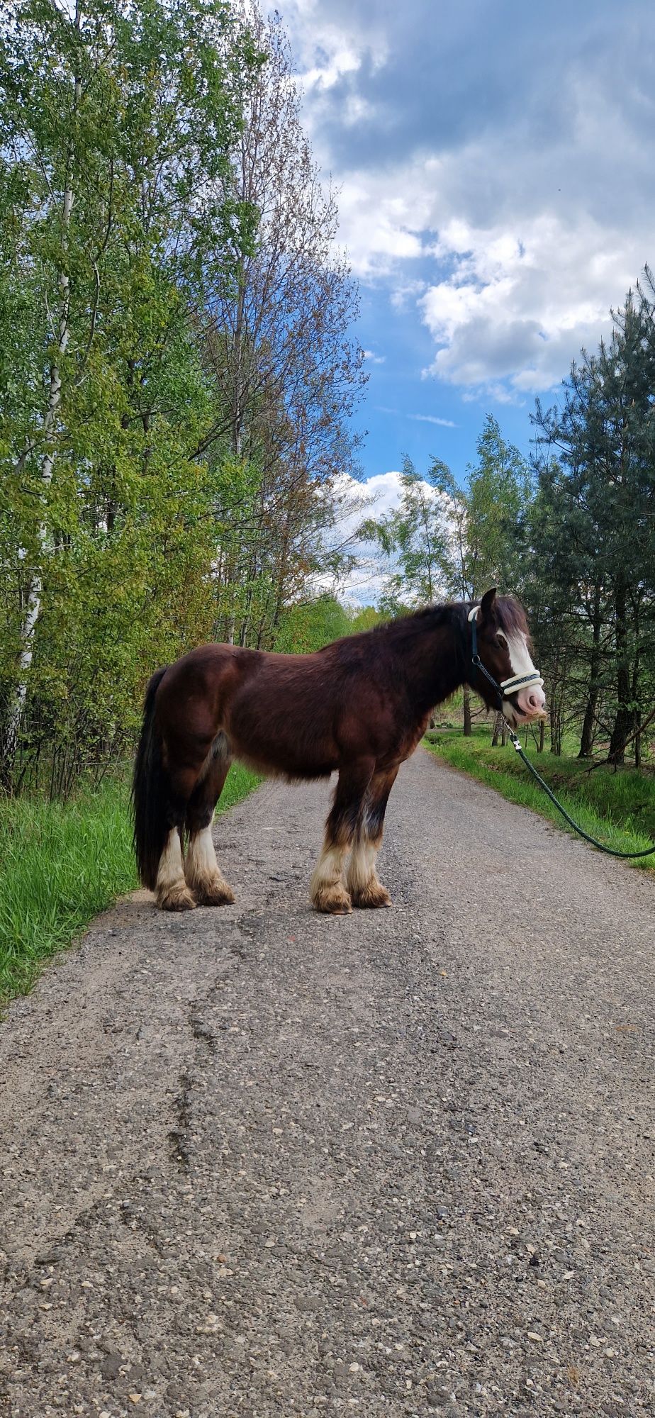 3 letni Tinker,  Gypsy cob