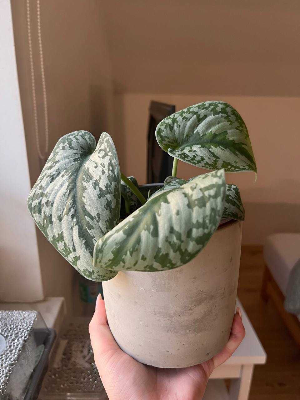 scindapsus silver ann