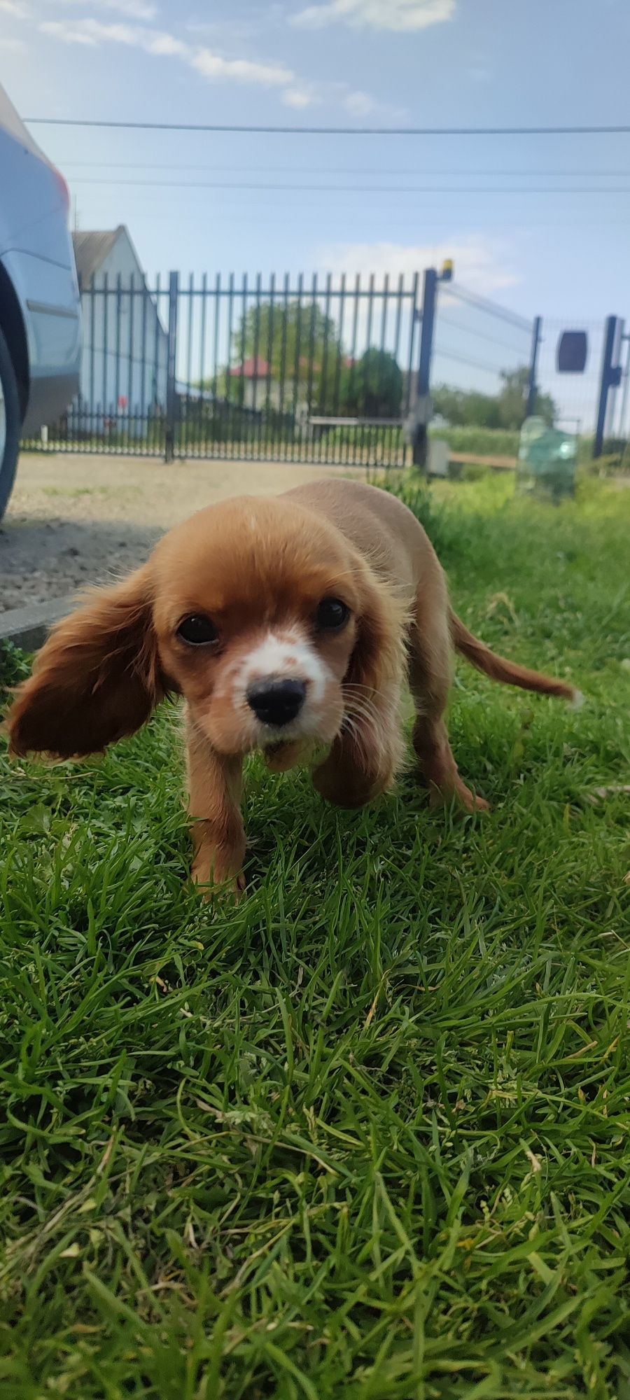 Cavalier King Charles Spaniel