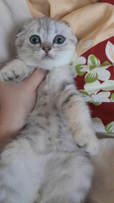 Висловухий котик, хлопчик  срібна шиншила