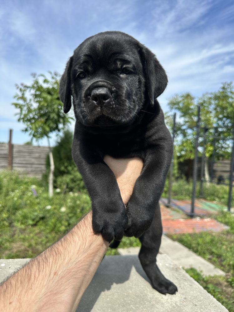 Унікальний Корсо 2міс хлопчик Метью весь чорний