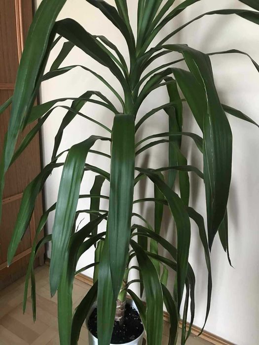 Yuka doniczkowa do soalonu