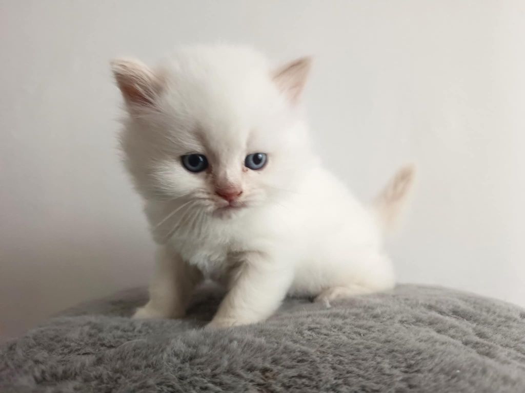 Kocięta brytyjskie gotowe do odbioru