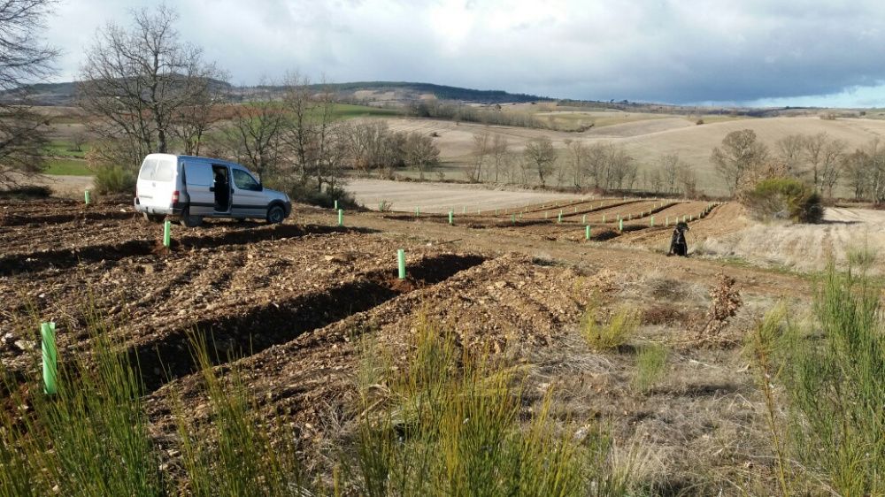 Serviços Agrícolas e Florestais